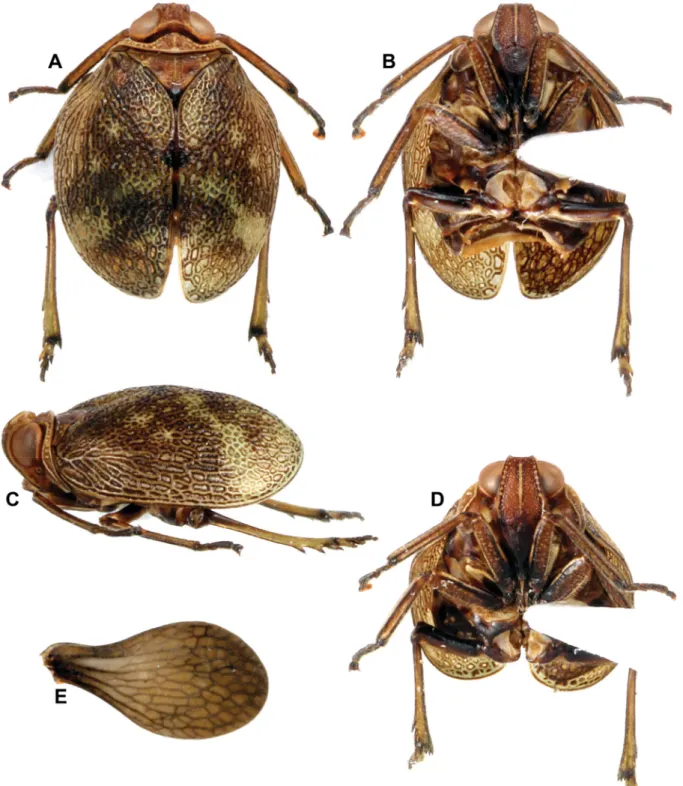 Fig. 3. Gergithoides nui sp. nov., holotype, ♂, total length: 5.3 mm. A. Habitus, dorsal view