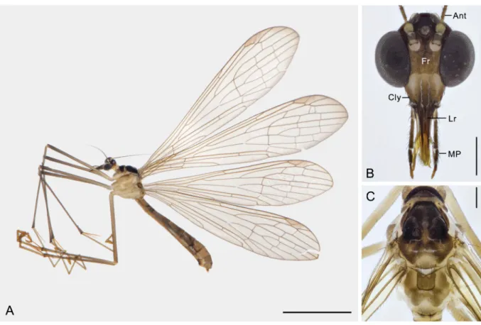 Fig. 1. Terrobittacus rostratus sp. nov. A. ♀, habitus in lateral view. B. Head in frontal view