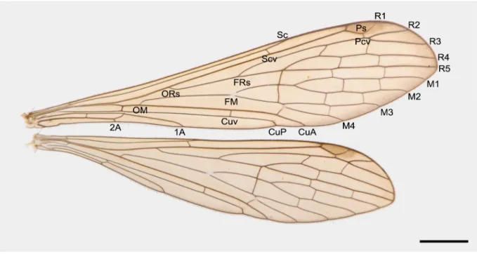 Fig. 2. Right wings of a male specimen of Terrobittacus rostratus sp. nov. Scale bar = 2.0 mm.