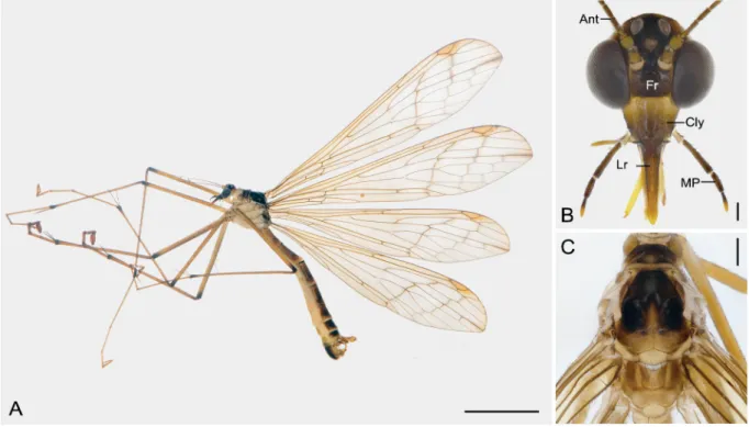 Fig. 5. Terrobittacus angustus sp. nov. A. ♂, habitus in lateral view. B. Head in frontal view