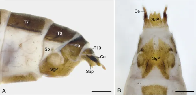 Fig. 8. Female  terminalia of Terrobittacus angustus sp. nov. A. Lateral view. B. Ventral view