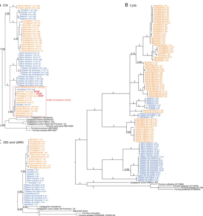 Fig. 4. Bayesian consensus trees of COI (A), Cytb (B) and concatenated sequences of 28S and LW Rh  (C) for Proformica workers from southern France and outgroups