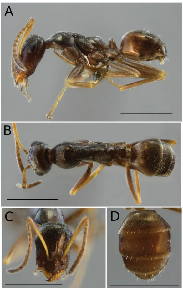 Fig. 6.  Proformica nasuta Nylander, 1856, neotype, minor worker from colony Beaucaire 1, France