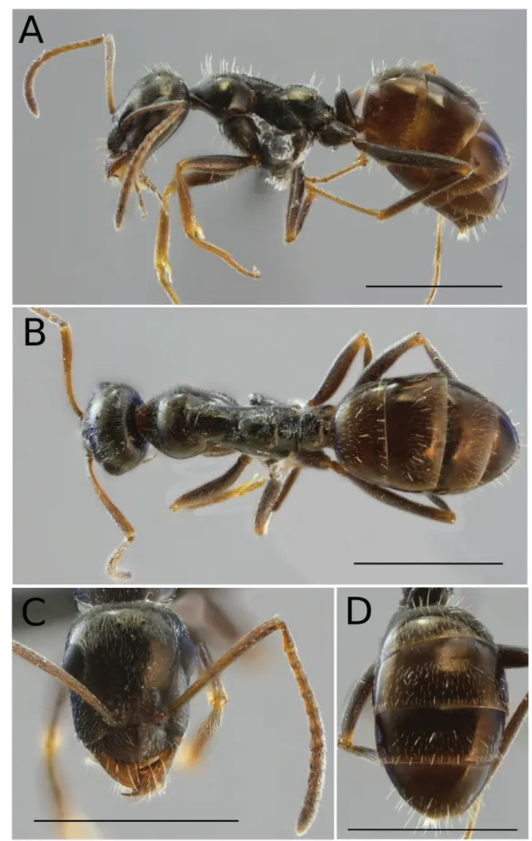 Fig. 9. Proformica longipilosa sp. nov., holotype, minor worker from colony Mont Ventoux 10, France