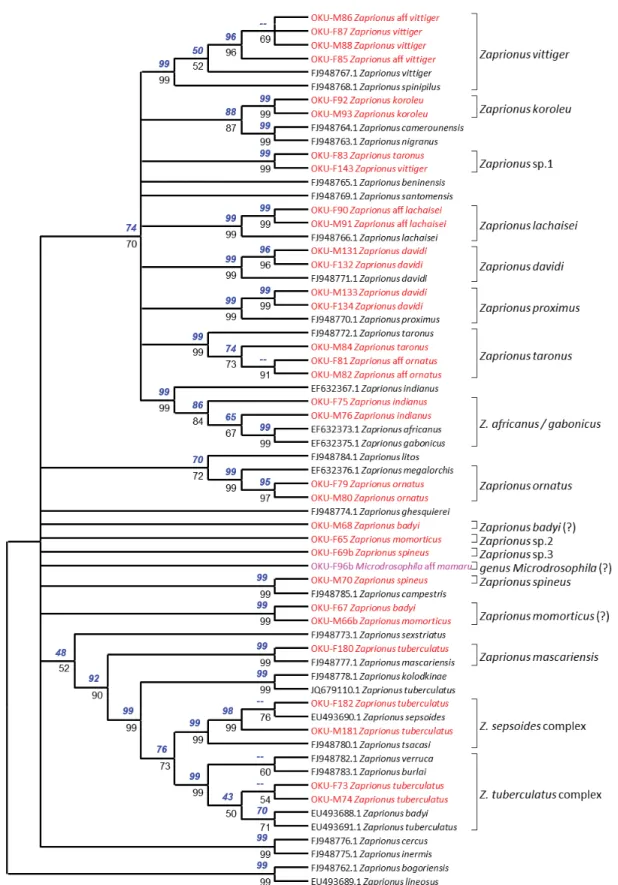 Fig. 3. Phylogenetic analysis of the genus Zaprionus and Microdrosophila aff. mamaru (Burla, 1954)