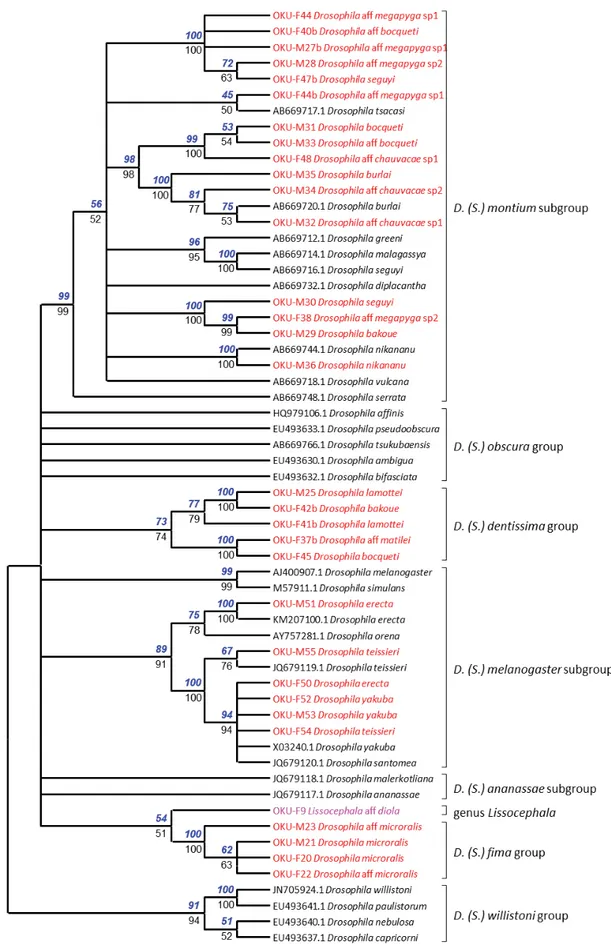 Fig. 4. Phylogenetic analysis of the subgenus Sophophora and Lissocephala aff. diola Tsacas &amp; Lachaise,  1979