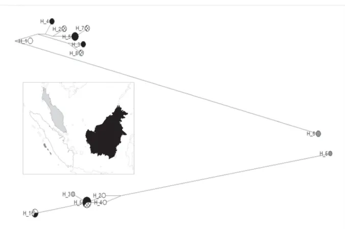 Fig. 4. Median-joining haplotype network for Hemigalus derbyanus (Gray, 1837) Cytb haplotypes (top: 