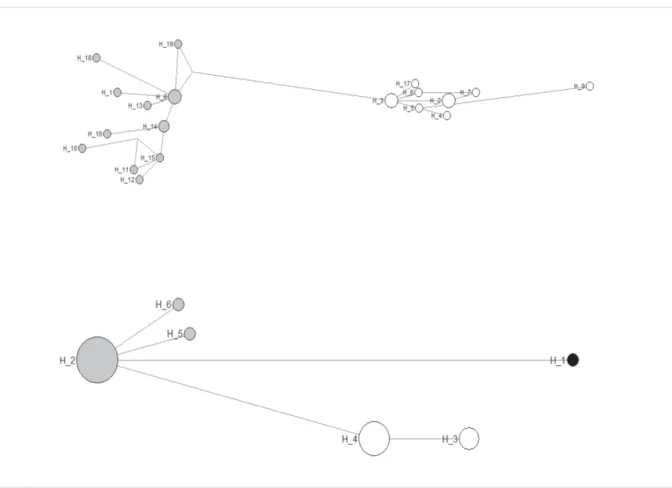 Fig. 5. Median-joining haplotype network for Chrotogale owstoni Thomas, 1912 Cytb haplotypes (top: 