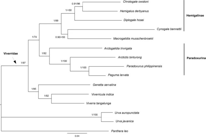 Fig. 2. Bayesian tree reconstructed from a combined dataset of Cytb + ND2 + FGB + IRBP (3342 bp)