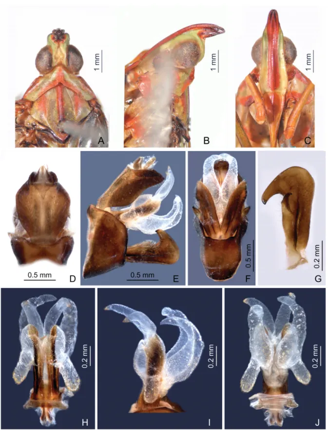 Fig. 6.  Centromeriana lindbergae sp. nov., holotype, ♂ (head), and paratype, ♂ (male genitalia)
