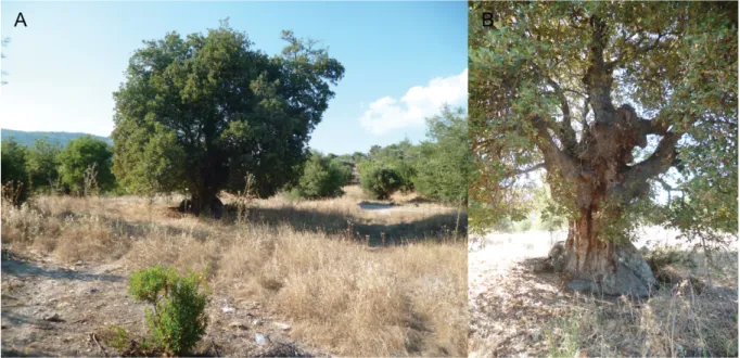 Fig. 4. A. Habitat of Brachypsectra sp. from Cyprus, Vretsia. B. Quercus infectoria Olivier.