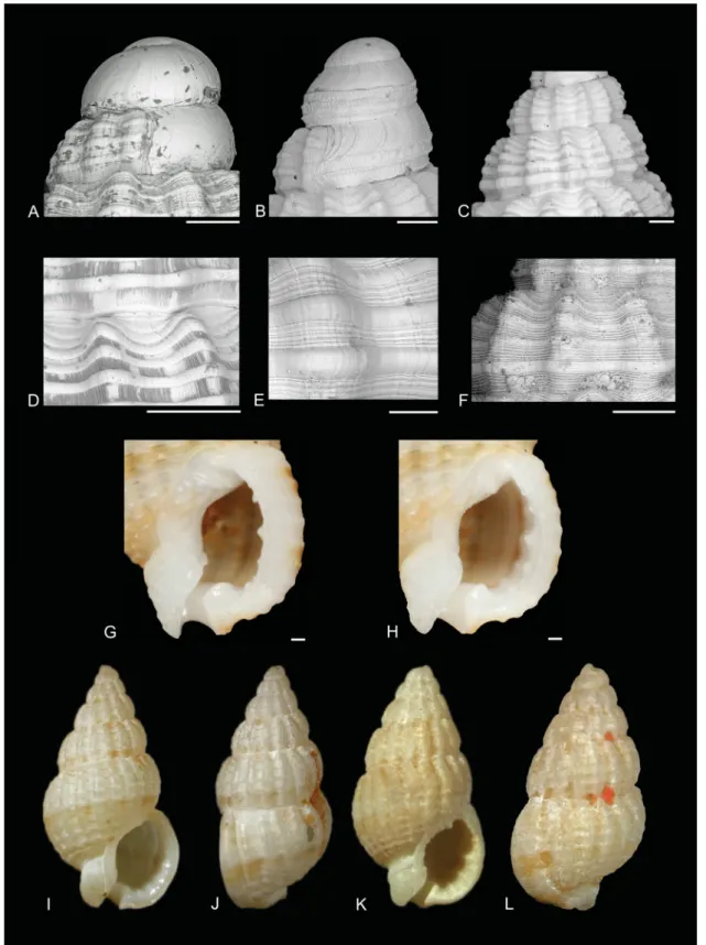 Fig. 2. Characters of Reticunassa Iredale, 1936. A–B. Protoconchs. A.  R. paupera (Gould, 1850),  MNHN IM-2007-31782
