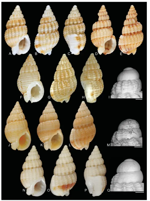 Fig. 3. Shells of Reticunassa Iredale, 1936. – A–C. Possible neotype of R. paupera (Gould, 1850),  MNHN IM-2007-31782, length 6.9 mm, width 3.6 mm, Vanuatu, Aore I., 15°36.6′ S, 167°10.1′ E,  10–18 m