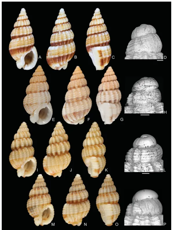 Fig. 8. Shells of Reticunassa Iredale, 1936. – A–D. Reticunassa annabolteae sp. nov. A–C