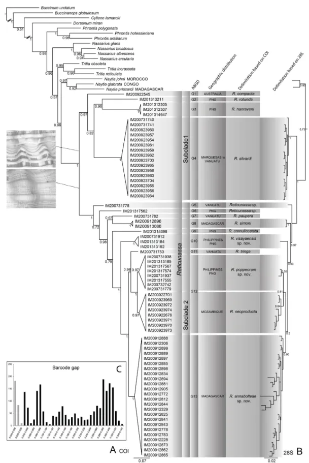 Fig. 1. A. Bayesian tree based on COI sequences of species of Reticunassa. B. Bayesian tree based on  28S sequences of species of Reticunassa