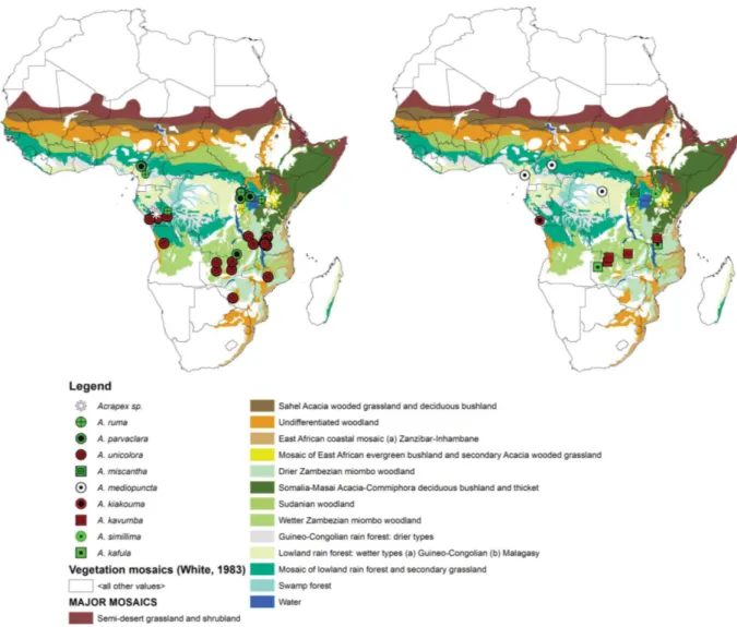 Fig. 4. Distribution map of sampled specimens of Acrapex Hampson, 1891.