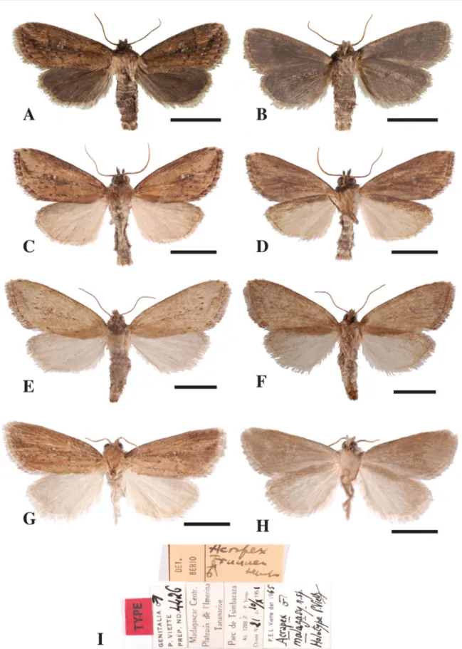 Fig. 6. Adults of species of Acrapex. – A–B. A. kavumba le Ru sp. nov. A. ♂, upper side