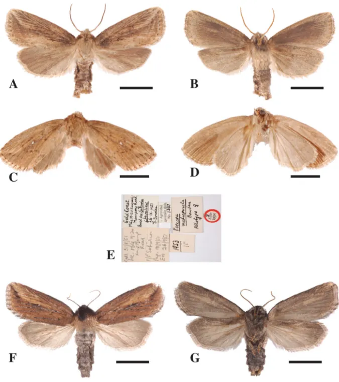 Fig. 7. Adults of species of Acrapex. – A–E. A. mediopuncta (Bowden, 1956). A. ♂, upper side