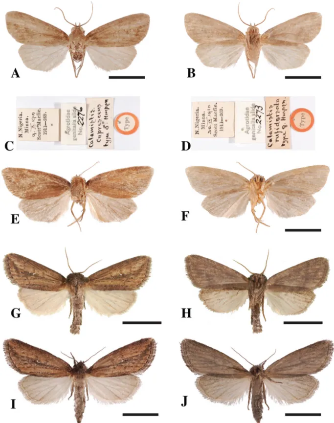Fig. 1. Adults of species of Acrapex. – A–F. A. cuprescens (Hampson, 1910). A. ♂, upper side