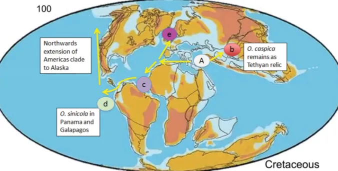 Fig. 6. Scenario of Osmundea biogeography using frame from Scotese animation (www.scotese.com/) at  100 Ma
