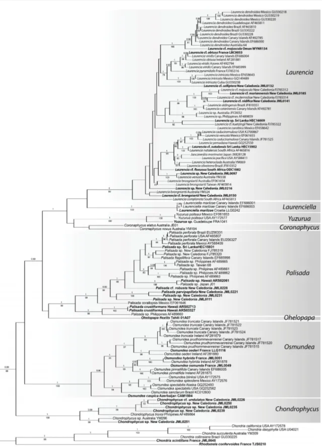 Fig. 1. Tree inferred from rbcL using Bayesian analysis (BI) and including 111 specimens of members of  the Laurencia complex and six outgroup taxa