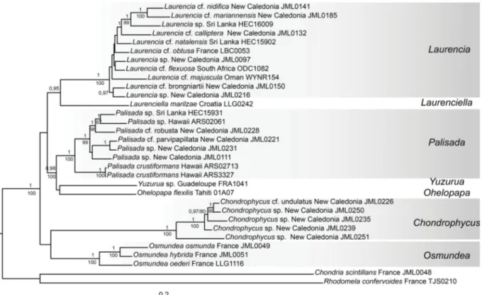 Fig. 2. Tree inferred from COI-5P +  rbcL + LSU using Bayesian analysis (BI) and including 30 specimens  of the Laurencia complex and two outgroup taxa