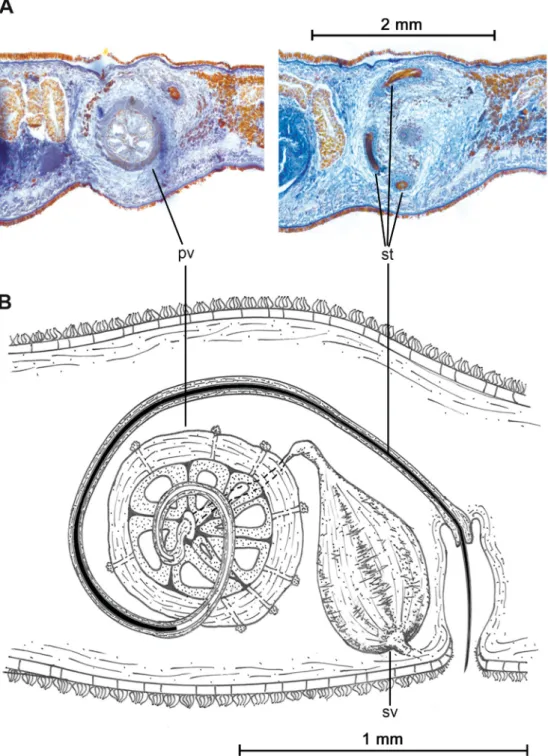 Fig. 3. Laqueusplana bocki gen. et sp. nov. A. Transverse histological sections of the male reproductive  organ