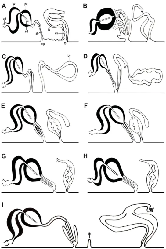Fig. 5. Schematic representations comparing the copulatory apparatus. A.  Pleioplana automata  (O.F