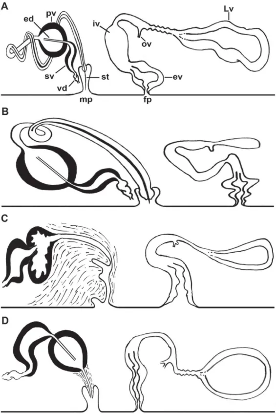 Fig. 6. Schematic representations comparing the copulatory apparatus. A. Laqueusplana bocki gen