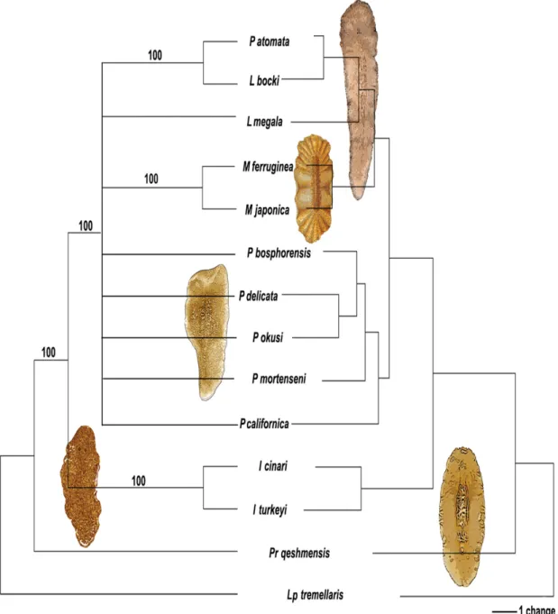 Fig. 7. Maximum parsimony and NJ trees obtained from analyses of Pleioplanidae based on morphological  data