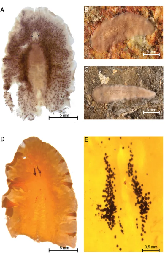 Fig. 1. Species of Laqueusplana gen. nov. A. Dorsal view of a fi  xed specimen of Laqueusplana bocki  gen