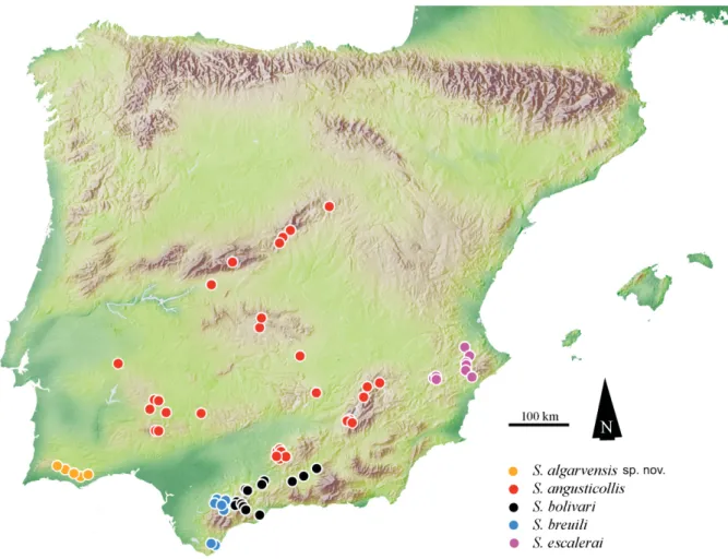 Fig. 32. Distribution of Speonemadus of the escalerai-group: S. algarvensis sp. nov., S