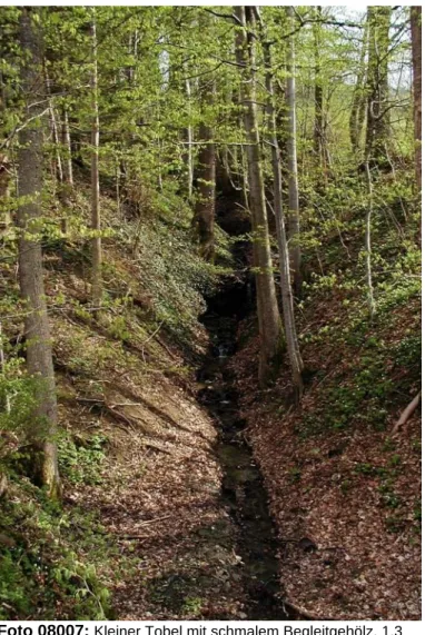Foto 08007:  Kleiner Tobel mit schmalem Begleitgehölz, 1,3  km südöstlich von St. Ulrich bei Steyr, 