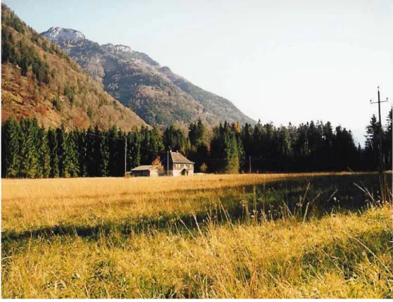 Foto 8: Feuchtes Extensivgrünland mit hohem Krautanteil südlich von Heckenau, Blick Richtung Süden