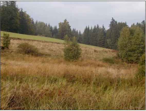 Foto 1: Feuchtgrünland mit beginnender Gehölzsukzession östlich Wienau [Photo: A. K NOLL , 10