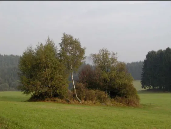 Foto 3: Gehölzbestandener Steinriegel mit Weißbirke, Eberesche u.a. in der landwirtschaftlich genutzten Flur östlich Wienau