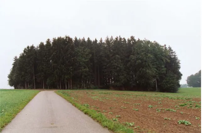 Abb. 3: Fichtenreiche Waldinseln im intensiv agrarisch genutzten Bereich der Gemeinde Vorchdorf