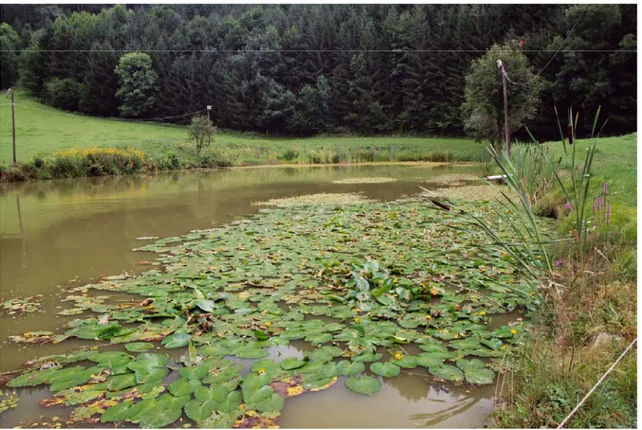 Foto 3: Neu angelegter Teich im Tal der Aist bei Reichenstein