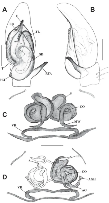Fig.  6. Habrocestum hantaneensis sp. nov. A–B. ♂ (IFS_SAL 350). C–D. ♀ (IFS_SAL 456)