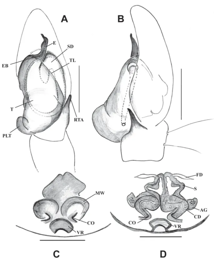 Fig.  8. Habrocestum kodigalaensis sp. nov. A–B. ♂ (IFS_SAL 516 and IFS_SAL 345). C–D