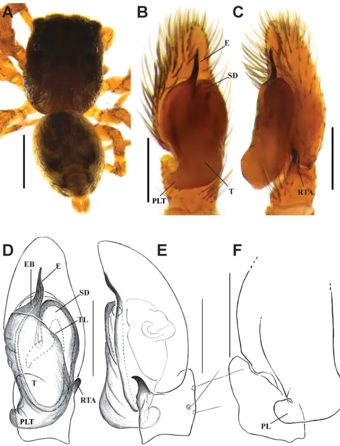 Fig.  9.  Habrocestum ohiyaensis sp. nov. A.  ♂, habitus, dorsal view. B. Palp, ventral view