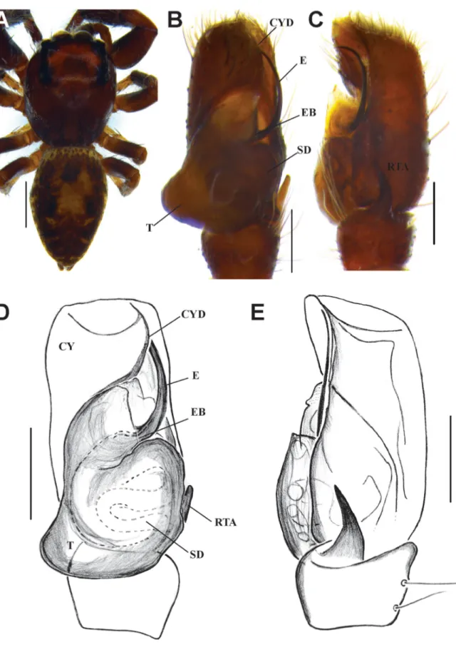Fig.  10. Macaroeris nidicolens (Walckenaer, 1802). A. ♂, habitus, dorsal view. B, D. Palp, ventral view
