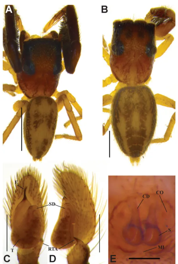 Fig.  3. Bristowia gandhii sp. nov. A, C–D. ♂ (IFS_SAL 228). B, E. ♀ (IFS_SAL 297).  A–B