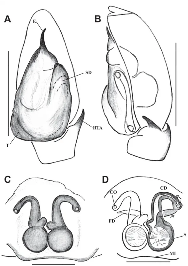 Fig.  4. Bristowia gandhii sp. nov. A–B. ♂ (IFS_SAL 228). C–D. ♀ (IFS_SAL 297). A. Palp, ventral  view