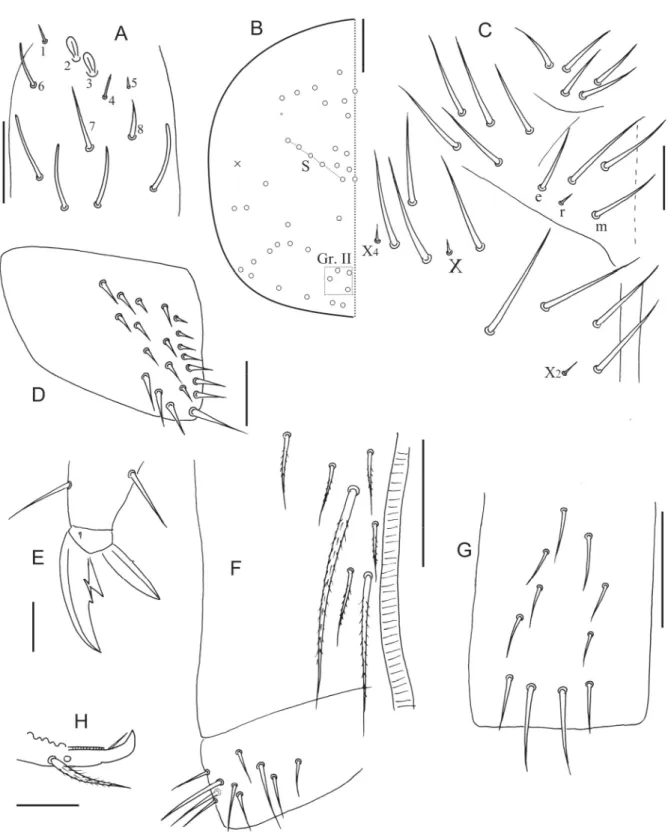 Fig. 4. Coecobrya annulata sp. nov. A. Ant. III organ. B. Dorsal cephalic chaetotaxy. C