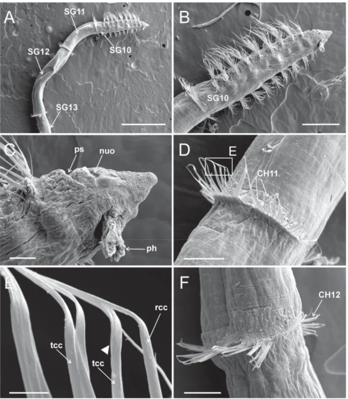 Fig. 8. Heterospio  indica  sp. nov., paratype (MNCN 16.01/17000), SEM micrographs. A