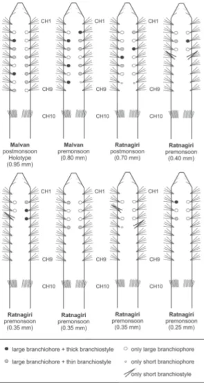 Fig. 9. Schematic drawings (not to scale) in dorsal view of some paratypes (MNCN and NIO) of  Heterospio indica sp