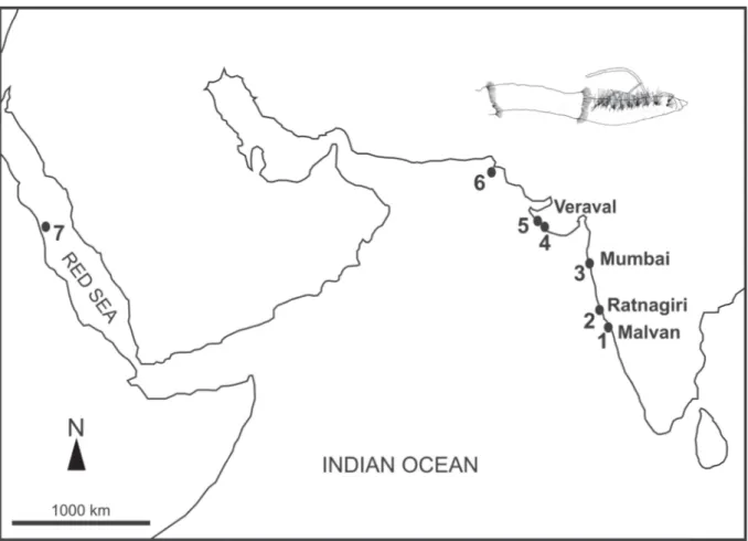 Fig. 1. Distribution of records of Heterospio around the Indian Ocean: Heterospio indica sp