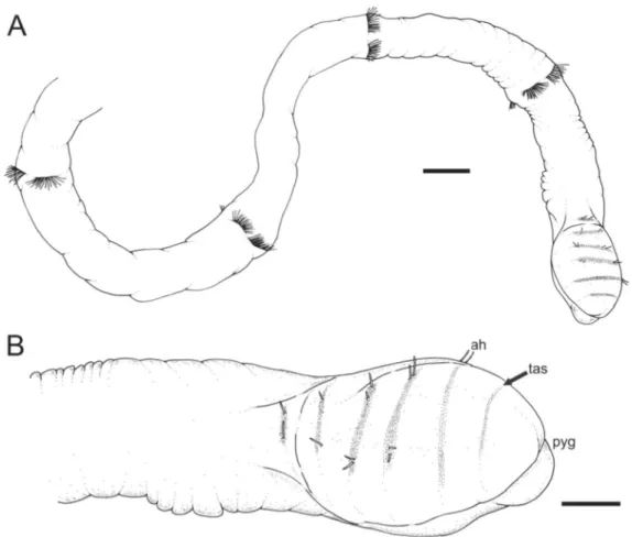 Fig. 3. Heterospio indica  sp. nov., paratype (MNCN 16.01/16998). A. Posterior end (scale bar = 200  μm)