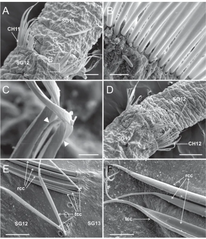 Fig. 5. Heterospio indica sp. nov., paratype (MNCN 16.01/17000), SEM micrographs. A. SG11–SG12,  dorsal view, framed areas showing chaetal details in (B) and (C) (scale bar = 50 μm)